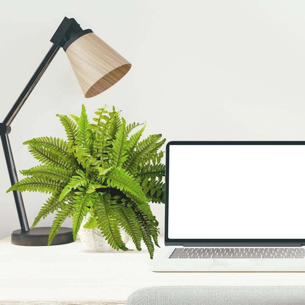 Indoor Boston Artificial Fern In White Planter 6 Indoor Boston Artificial Fern In White Planter - Image 4