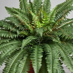 33 In. Artificial Boston Fern Silk Plant With Decorative Vase 10 33 In. Artificial Boston Fern Silk Plant With Decorative Vase -Artificial nearly natural artificial ferns 6553 31 1000