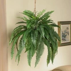 Large Artificial Boston Fern Hanging Basket 13 Large Artificial Boston Fern Hanging Basket -Artificial nearly natural artificial ferns 6774 31 1000