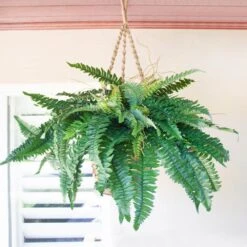 29 In. Artificial Boston Fern Hanging Basket -Artificial nearly natural artificial ferns 6931 4f 1000
