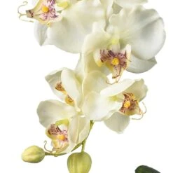 Double Phalaenopsis With Glass Vase Silk Flower Artificial Arrangement 12 Double Phalaenopsis With Glass Vase Silk Flower Artificial Arrangement -Artificial nearly natural artificial flowers 4643 wh a0 1000