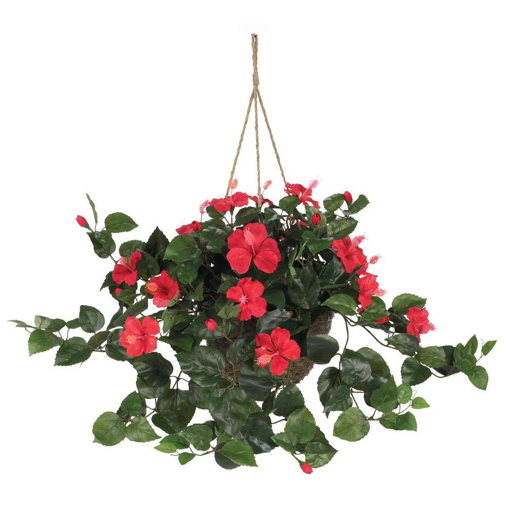 24 In. Hibiscus Hanging Basket 5 24 In. Hibiscus Hanging Basket - Image 3