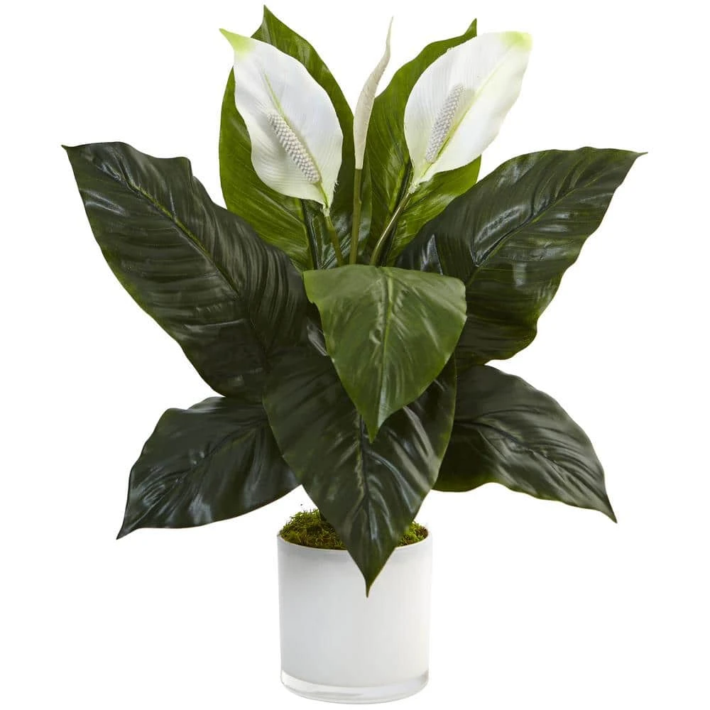 Indoor Spathiphyllum Artificial Flowering Peace Lily In Glossy Glass Planter 3 Indoor Spathiphyllum Artificial Flowering Peace Lily In Glossy Glass Planter