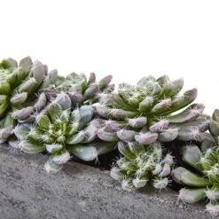 Artificial Succulent Garden With Textured Concrete Planter 12 Artificial Succulent Garden With Textured Concrete Planter -Artificial nearly natural artificial succulents 4544 1f 1000