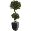 4.5 Ft. Sweet Bay Artificial Double Topiary Tree In Black Wash Planter 2 4.5 Ft. Sweet Bay Artificial Double Topiary Tree In Black Wash Planter -Artificial nearly natural artificial topiaries 5829 64 1000