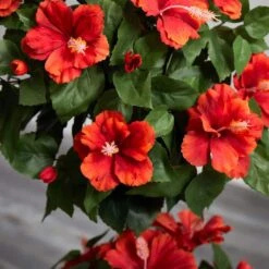 39 In. Artificial Hibiscus Topiary -Artificial nearly natural artificial topiaries 6726 44 1000