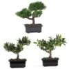 8-1/2 In. Artificial Bonsai Silk Plant Collection (Set Of 3) -Artificial nearly natural artificial trees 4122 64 1000