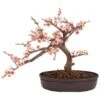 15 In. H Pink Artificial Cherry Blossom Bonsai Silk Tree 2 15 In. H Pink Artificial Cherry Blossom Bonsai Silk Tree -Artificial nearly natural artificial trees 4764 64 1000