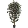 6 Ft. Artificial Capensia Ficus Tree 2 6 Ft. Artificial Capensia Ficus Tree -Artificial nearly natural artificial trees 5436 64 1000
