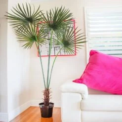 7 Ft. Artificial UV Resistant Indoor/Outdoor Fan Palm Tree 13 7 Ft. Artificial UV Resistant Indoor/Outdoor Fan Palm Tree -Artificial nearly natural artificial trees 5447 31 1000