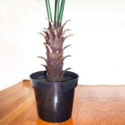 7 Ft. Artificial UV Resistant Indoor/Outdoor Fan Palm Tree 12 7 Ft. Artificial UV Resistant Indoor/Outdoor Fan Palm Tree -Artificial nearly natural artificial trees 5447 44 1000