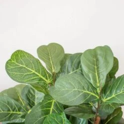 4 In. Fiddle Leaf Fig Artificial Tree -Artificial nearly natural artificial trees 5490 1f 1000