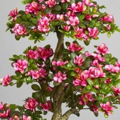 5 Ft. Azalea Artificial Tree -Artificial nearly natural artificial trees 5506 31 1000