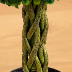 2 Ft. UV Resistant Indoor/Outdoor Boxwood Ball With Woven Trunk Artificial Tree 8 2 Ft. UV Resistant Indoor/Outdoor Boxwood Ball With Woven Trunk Artificial Tree -Artificial nearly natural artificial trees 5522 4f 1000