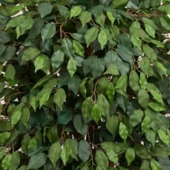 Indoor 6 Ft. Ficus Artificial Tree In Decorative Planter 8 Indoor 6 Ft. Ficus Artificial Tree In Decorative Planter -Artificial nearly natural artificial trees 5665 4f 1000