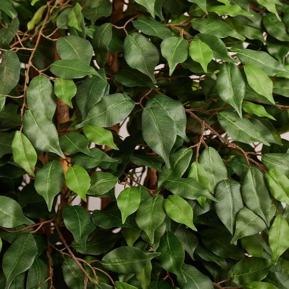 Indoor 6 Ft. Ficus Artificial Tree In White Planter 5 Indoor 6 Ft. Ficus Artificial Tree In White Planter - Image 3