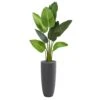 Indoor 5.5 Ft. Traveler's Palm Artificial Tree In Gray Planter 2 Indoor 5.5 Ft. Traveler's Palm Artificial Tree In Gray Planter -Artificial nearly natural artificial trees 5686 64 1000