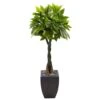 Indoor Money Artificial Tree In Black Square Planter 2 Indoor Money Artificial Tree In Black Square Planter -Artificial nearly natural artificial trees 5978 64 1000