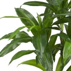Real Touch 48 In. Artificial H Green Dracaena Silk Plant 18 Real Touch 48 In. Artificial H Green Dracaena Silk Plant -Artificial nearly natural artificial trees 6585 1f 1000