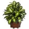 24 In. Artificial H Green Golden Dieffenbachia Silk Plant