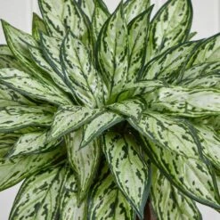 14 In. Artificial H Green Triple Silver Queen With Hexagon Vase Silk Plant 8 14 In. Artificial H Green Triple Silver Queen With Hexagon Vase Silk Plant -Artificial nearly natural artificial tropical plants 6696 4f 1000