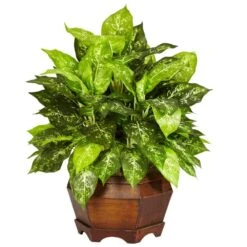 24 In. Artificial H Green Variegated Dieffenbachia With Large Hexagon Silk Plant