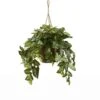 Artificial Nepthytis Hanging Basket 1 Artificial Nepthytis Hanging Basket -Artificial nearly natural artificial tropical plants 6738 64 1000