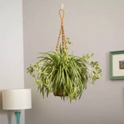 20 In. Artificial Spider Plant Hanging Basket 11 20 In. Artificial Spider Plant Hanging Basket -Artificial nearly natural artificial tropical plants 6846 31 1000