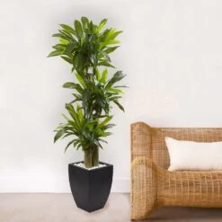 Indoor Artificial Corn Stalk Dracaena With Black Wash Planter 9 Indoor Artificial Corn Stalk Dracaena With Black Wash Planter -Artificial nearly natural artificial tropical plants 6869 31 1000