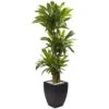 Indoor Artificial Corn Stalk Dracaena With Black Wash Planter 1 Indoor Artificial Corn Stalk Dracaena With Black Wash Planter -Artificial nearly natural artificial tropical plants 6869 64 1000