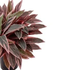 Indoor Caladium Artificial Plant In Black Glossy Planter -Artificial nearly natural artificial tropical plants 6940 4f 1000