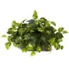 Indoor 15 In. H Artificial Green Pothos Ledge Plant (Set On Foam) Silk Plant -Artificial nearly natural artificial vines 6708 64 1000