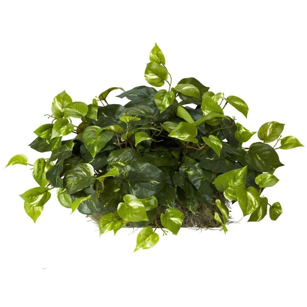 Indoor 15 In. H Artificial Green Pothos Ledge Plant (Set On Foam) Silk Plant 3 Indoor 15 In. H Artificial Green Pothos Ledge Plant (Set On Foam) Silk Plant